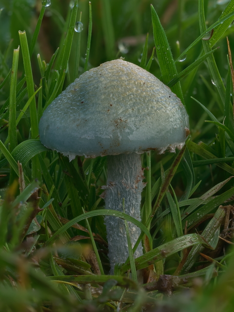 Peppery Roundhead