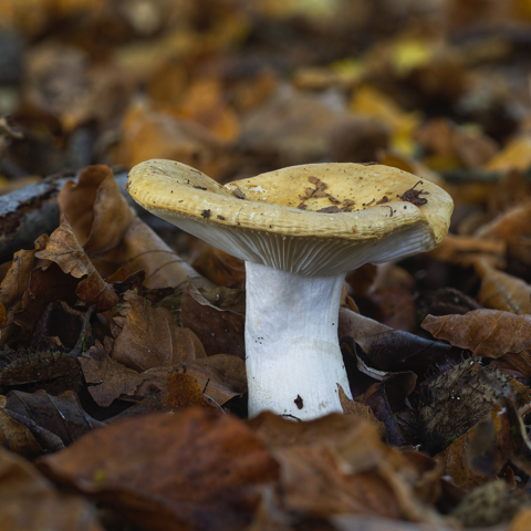 Tuberous Polypore