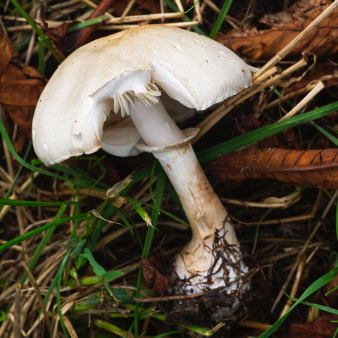 Grey Veiled Amanita
