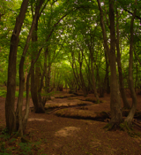 Meander
