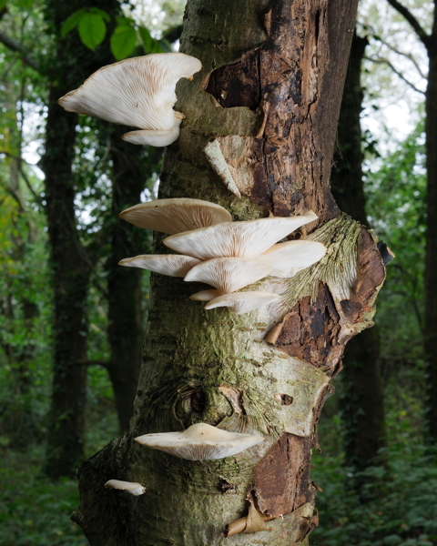 Veiled Oyster