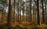 Black Park Pines