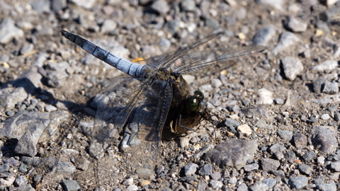 Broad Bodied Chaser Male with dinner