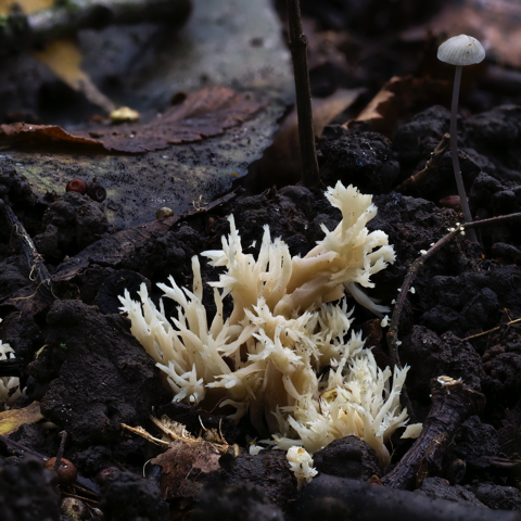 Slender Coral