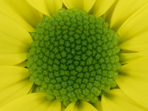 Heart of Chrysanthemum