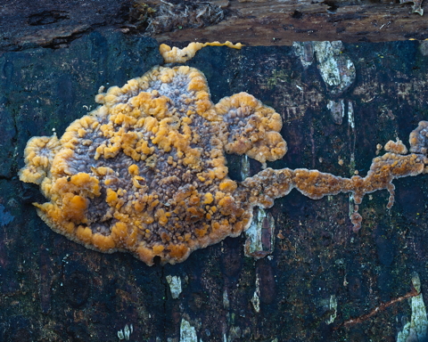 Wrinkled Crust
