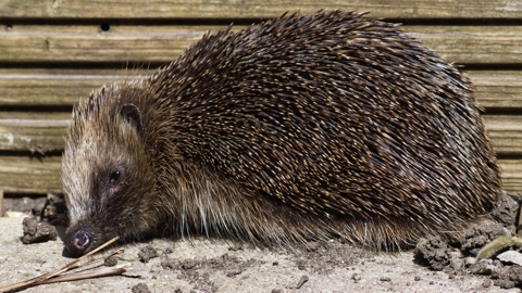 Sleepy Hedgehog