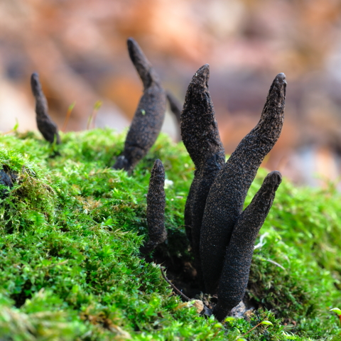 Dead Mans Fingers
