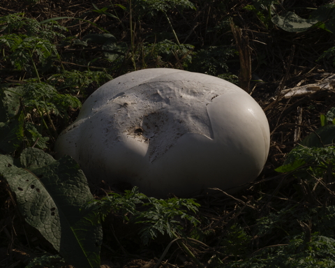 Giant Puffball