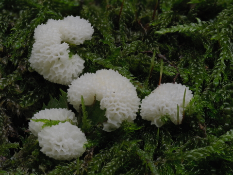 White Pore
