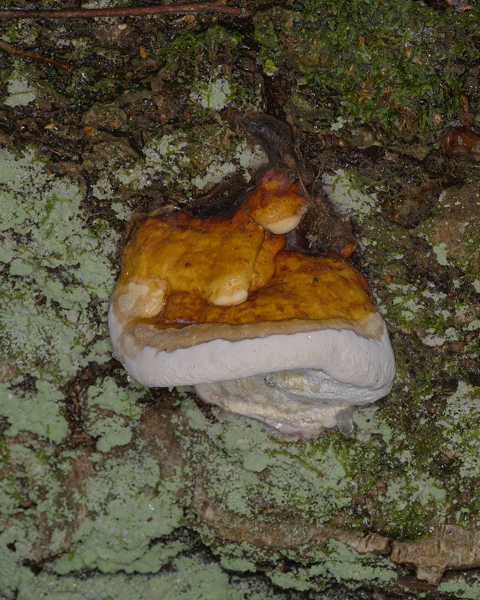Ganoderma Carnosum