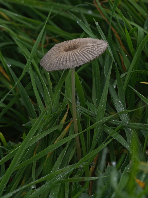 Pleated Inkcap