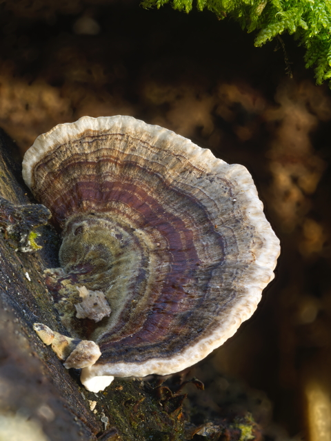 Turkeytail