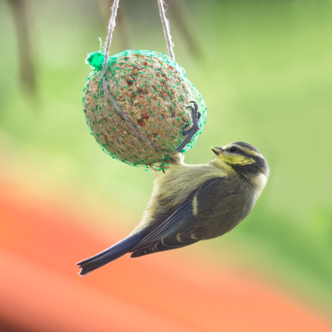 Blue Tit Baby