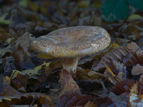 Paxillus Obscuriporus