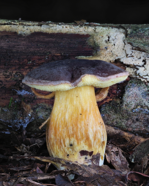 Hortiboletus Engelii