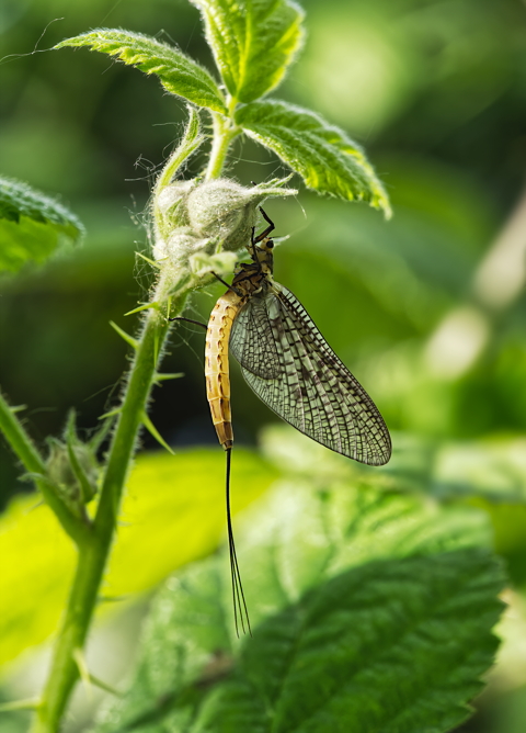Mayfly