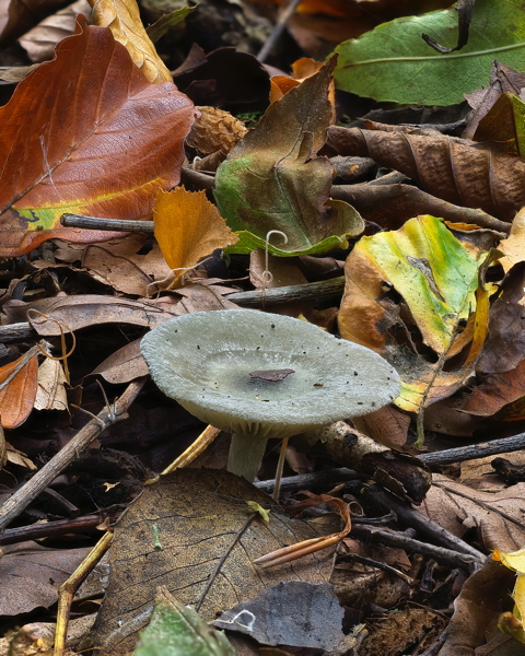 Aniseed Funnel