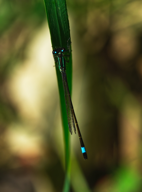 Blue Tailed Demoiselle