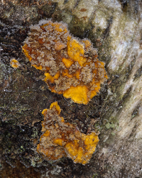 Wrinkled Crust