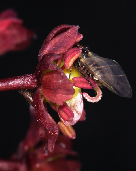 Aphids on Acer