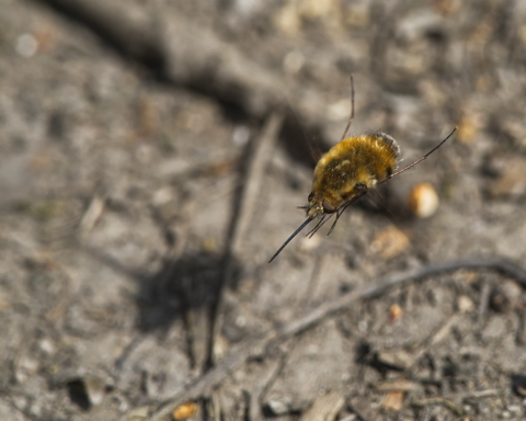 Bee fly