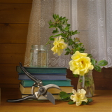 Roses in the shed