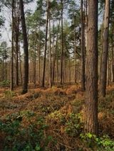 Pinewood