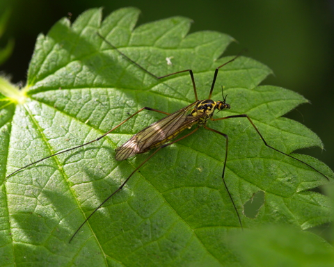 Spotted Cranefly