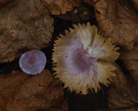 Lilac Fibrecap