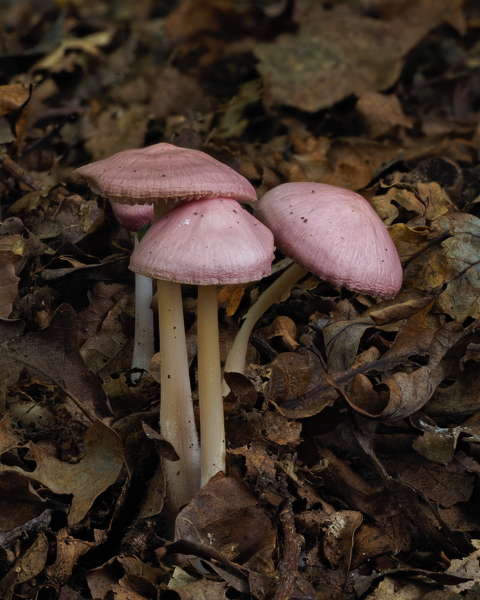 Rosy Bonnet