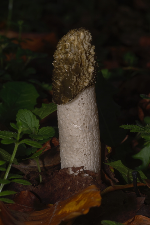 Stinkhorn