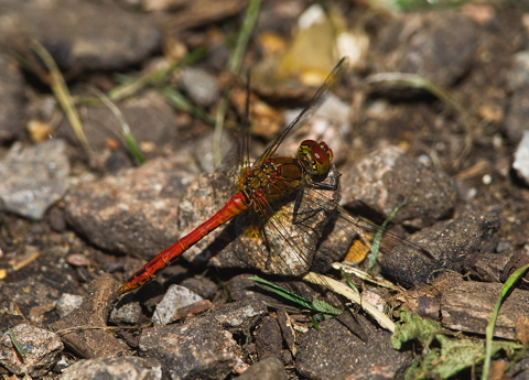Ruddy Darter
