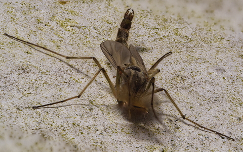 Non Biting Midge