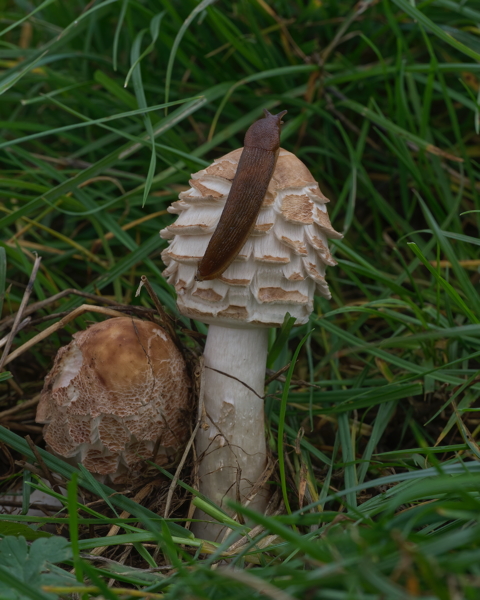 Shaggy Parasol