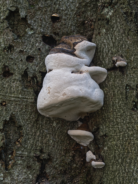 White Cheese Polypore