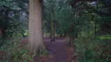 Soggy Firs