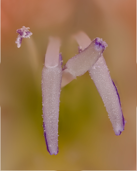 Salmon Yellow Gladiolus Ultra Macro