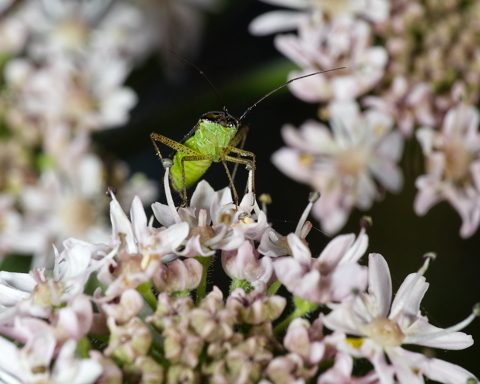 Longhorn Beetle