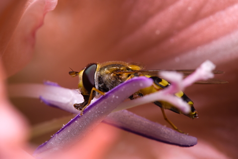Hoverfly in Gladiolus