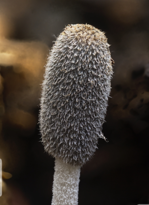 Midden Inkcap