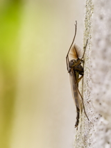 Another fly on a wall