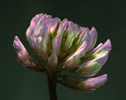 This is a false colour image of a clover.  The clover flower fills the frame angled slightly to the right as though seeking the light.  The individual florets are white, with a green light towards the base, and a magenta hue at the tips.  The base of the flower and stem is in shadow.