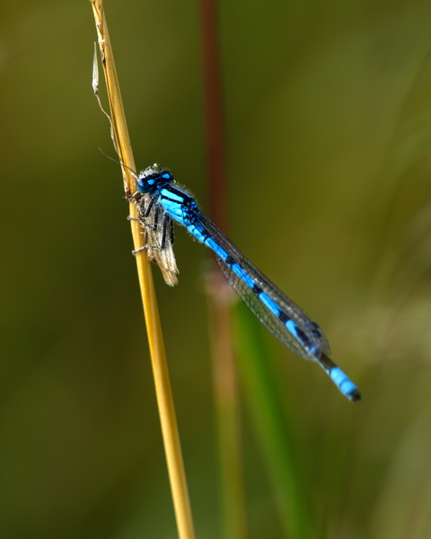 Southern Demoiselle Dinner