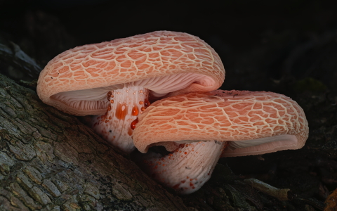 Wrinkled Peach