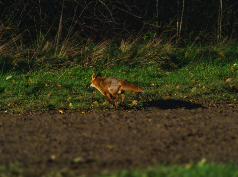 Dog Fox