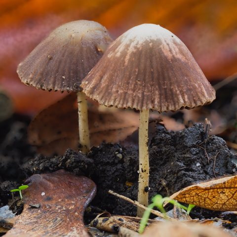 Sheathed Woodtuft