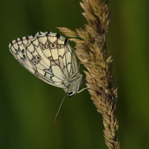 Marbled White