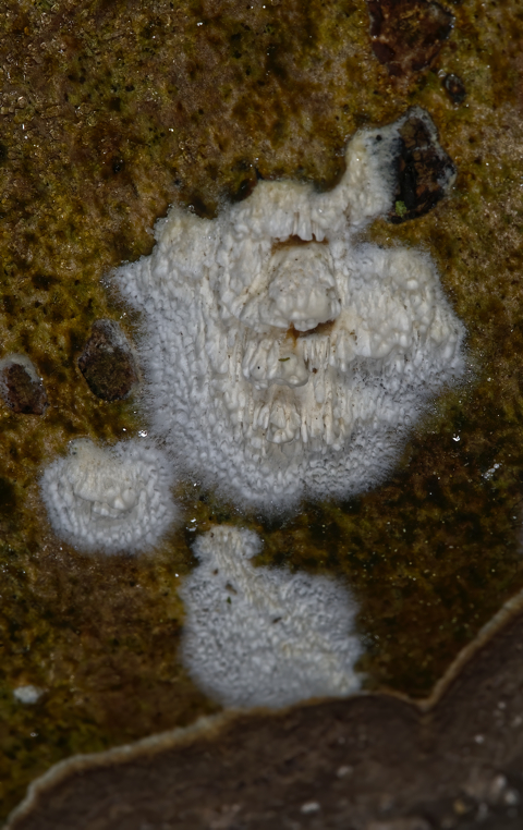 Ochre Spreading Tooth