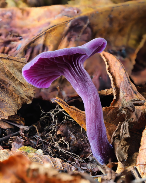 Amethyst Deceiver